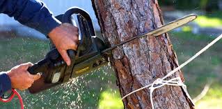 Best Tree Maintenance Programs  in Sewaren, NJ